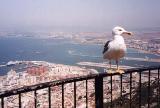 Gibraltar 1999 - Klicka fr en strre version