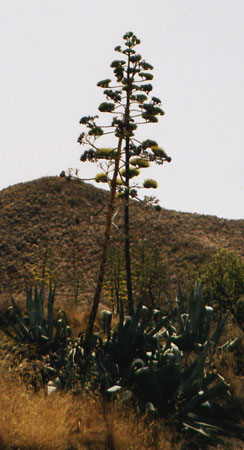 Stora kaktustrd bredvid vgen