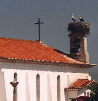 Storkar i kyrktorn