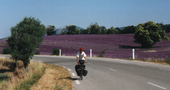 Genom lavendelfält i Provence.